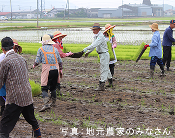 Rice Faddy Field